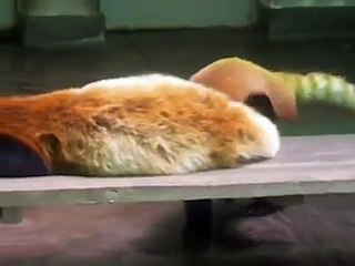 夢見ヶ崎動物公園～レッサーパンダ/Sichuan Red Panda「ファファ」の立ち姿
