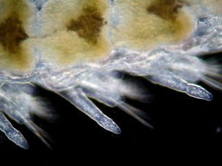 Kieferwurmlarve oder nicht(?)