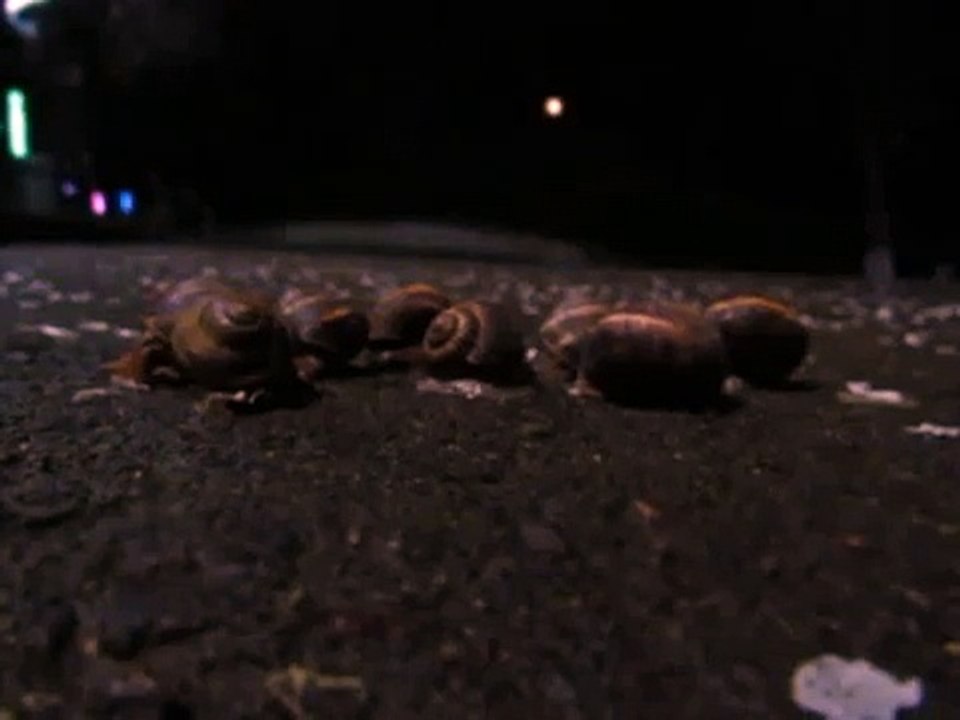 Snail Timelaps
