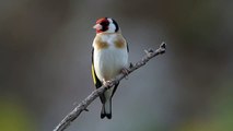 Carduelis carduelis - Goldfinch 