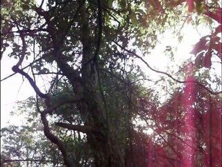 saguis no Campus da UFMS