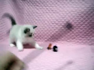 kitten RAGDOLL seal point bicolor female 6weeks