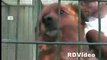 RDVideo - Canile IL RIFUGIO Prato - cani in adozione 13-04-09