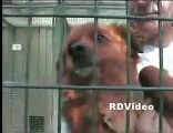 RDVideo - Canile IL RIFUGIO Prato - cani in adozione 13-04-09