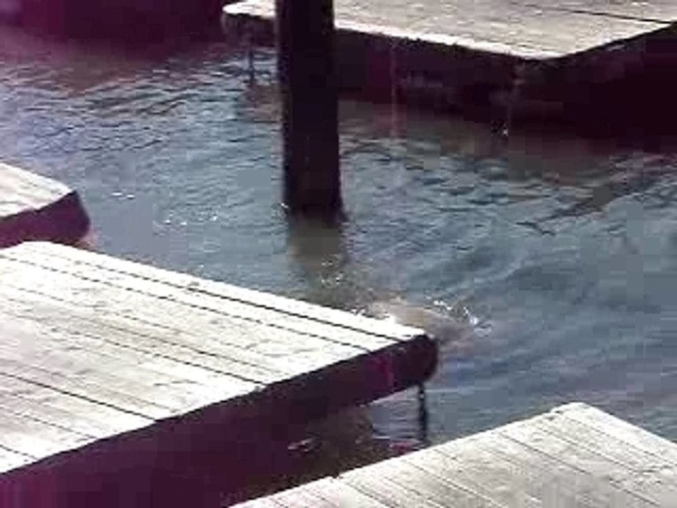 Les Otaries