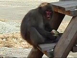 伊豆、波勝崎苑の猿（りんごとったどぉ～っ！）Japanese Macaque Monkeys