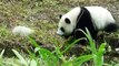 2014-10-13 圓仔遊蕩(The Giant Panda Yuan Zai with Yuan Yuan)
