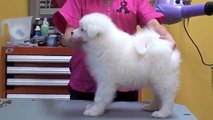 White Magic Samoyed Puppies Dream X Crush 10 Weeks