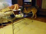 Shiba Inu puppy and German Shepherd playing