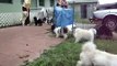 Rescue dogs playing at Shih Tzu Rescue premises