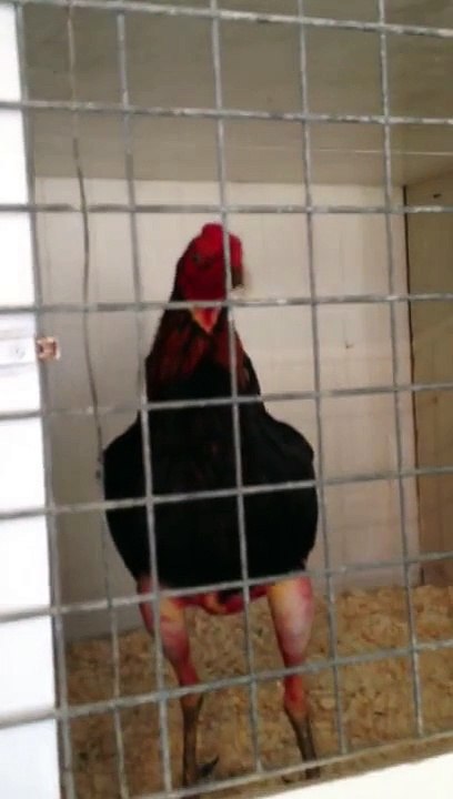 coq