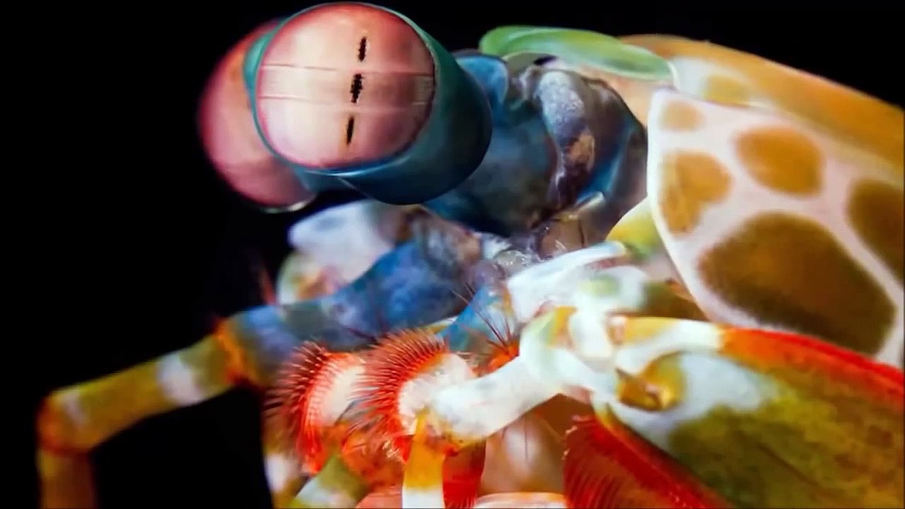 shrimp mantys - camaron mantis