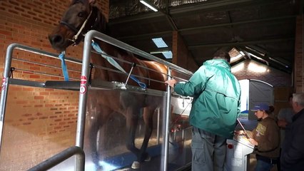 Horse Gym Australia - Allan Davie Introduction To Scientific Treadmill Training