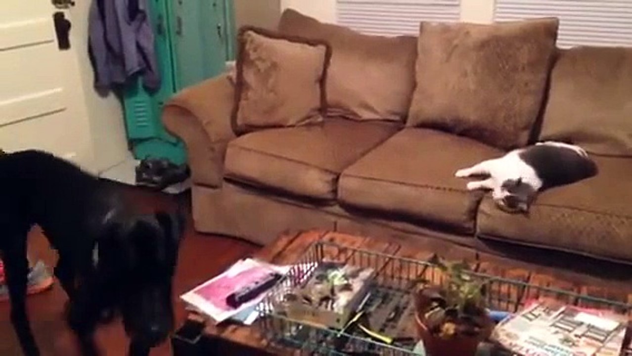 Great Dane meets cat