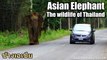 Asian Elephant - The wildlife of Thailand
