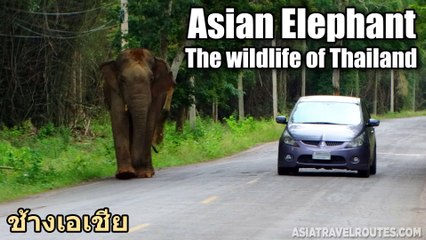 Asian Elephant - The wildlife of Thailand
