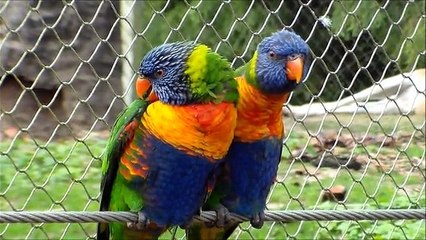 David & Cindy à Pairi Daiza 2015