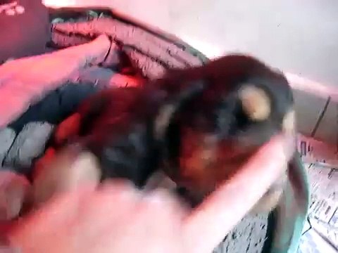 vidéo chiots cocker anglais chocolat et feu le 10 mars 2009 n°2