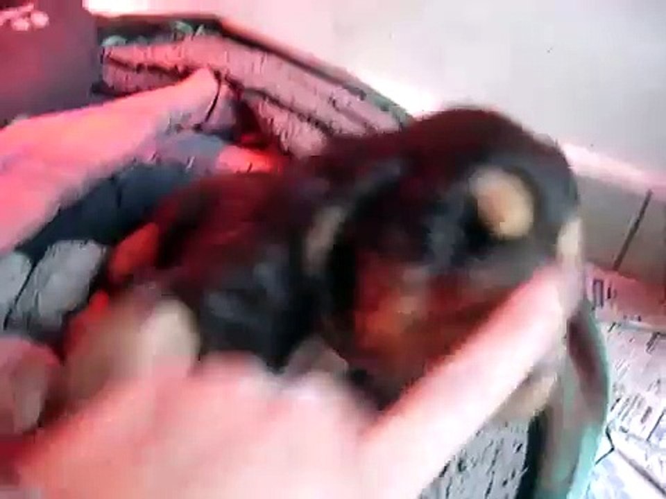 vidéo chiots cocker anglais chocolat et feu le 10 mars 2009 n°2