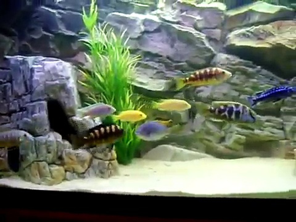Malawi Cichlid Tank with 3D Background