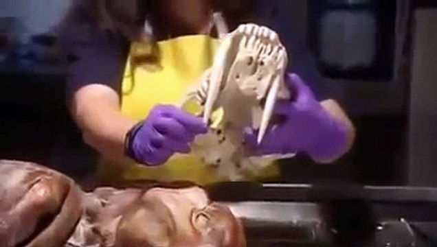 Extinction Smilodon, The Saber Toothed Tiger Nature & Animal Documentary