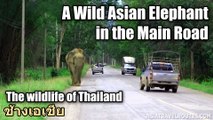 A Wild Asian Elephant in the Main Road