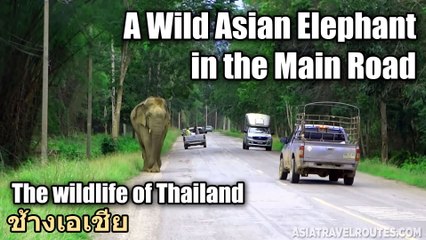 A Wild Asian Elephant in the Main Road