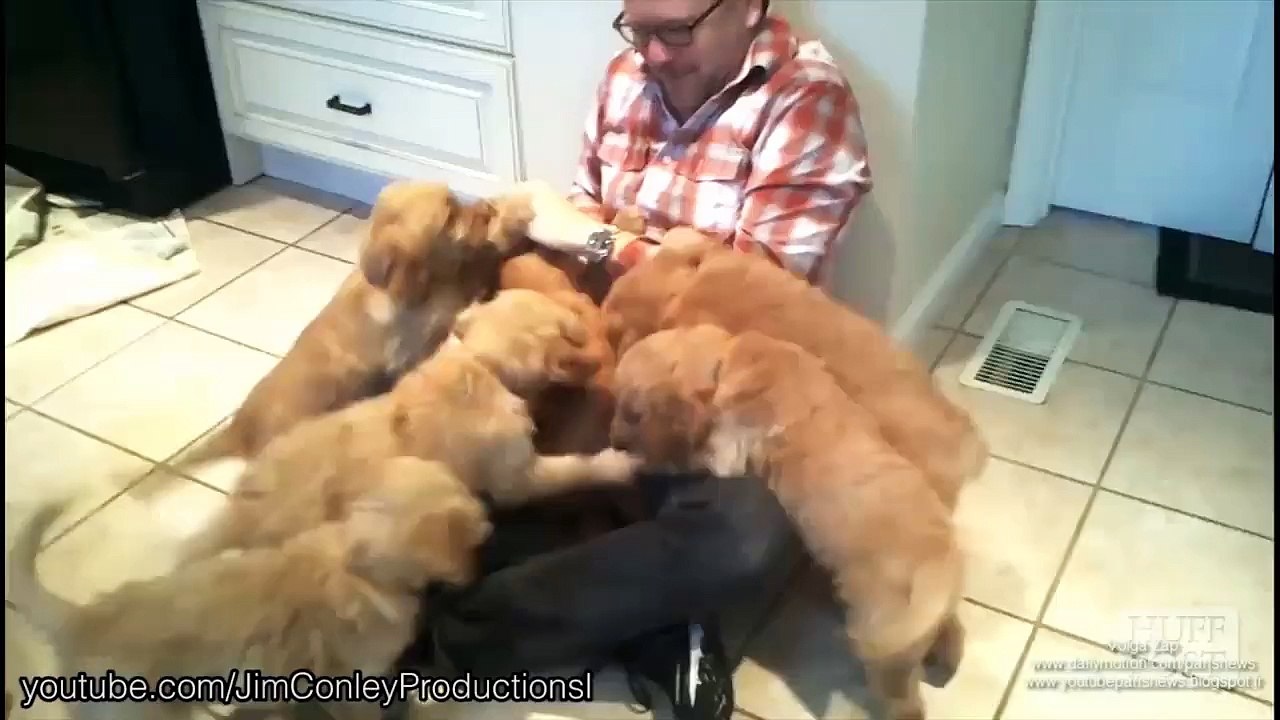 chiots qui attaquent des humains