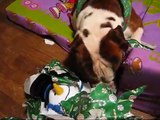 Rocky's Christmas 2008 1 1/2 year Olde English Bulldogge OPENING Gifts  Baby wants it and gets mad