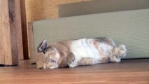 なかなかお昼寝できないウサギ         （Take a napping）