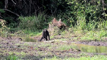 Western lowland gorillas, Odzala-Kokoua | Save-elephants.org