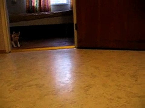 Devon rex and cornish rex