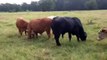 Brahman Cross & Beefmaster Type Bred Heifers for sale in Texas