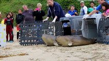 TAKE 2  Chowder and Blueberry release by the Pacific Marine Mammal Center on June 13