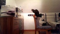 Cat jumping against aquarium - Funny cat jump fail [ORIGINAL HD]