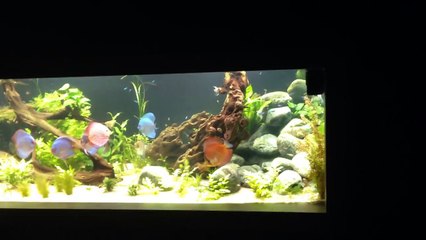 AQUARIUM 2000 LITRES
