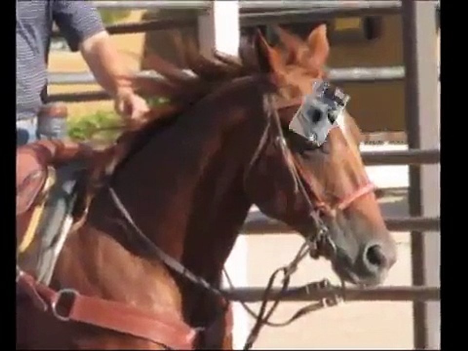 TURBO HEELING Team Roping Heel Horse by www.shawngrantropehorses.com