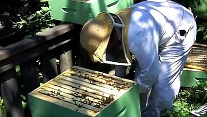 Back yard bees July 11 2010