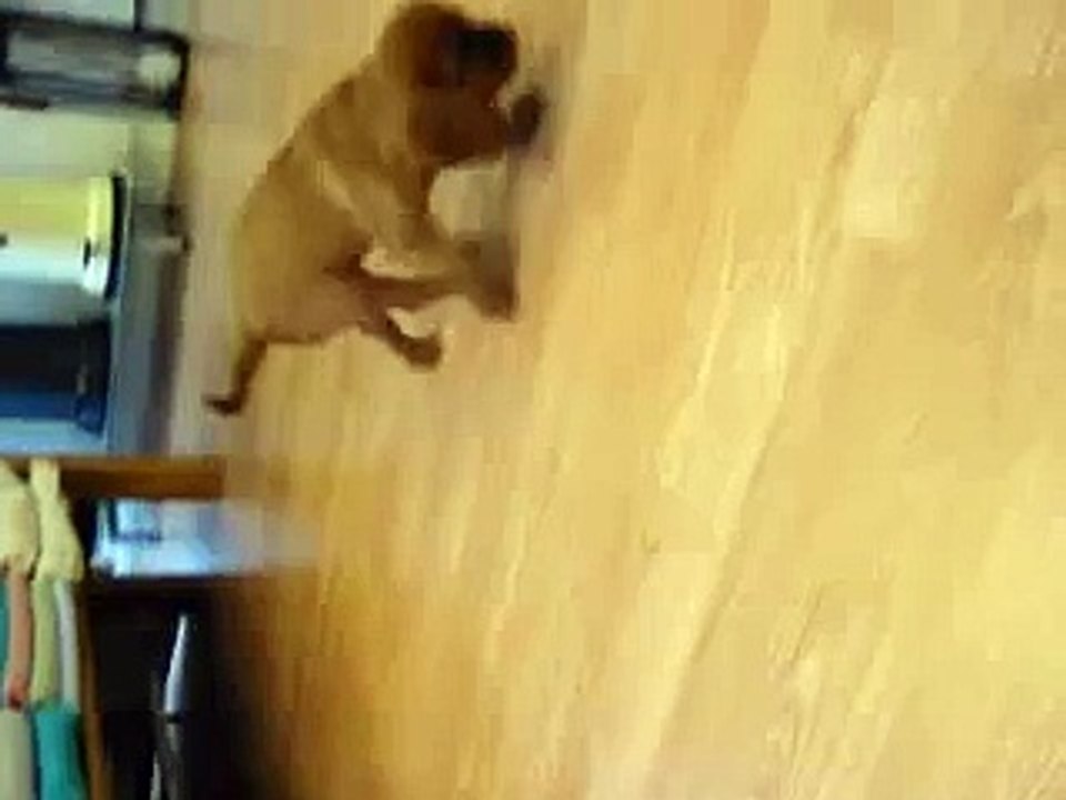 Antagligen världens sötaste hund