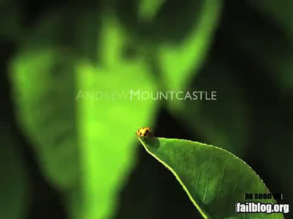 Ladybug Flight FAIL