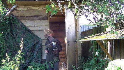 How To Train Your Harris Hawk to Fly Out Side