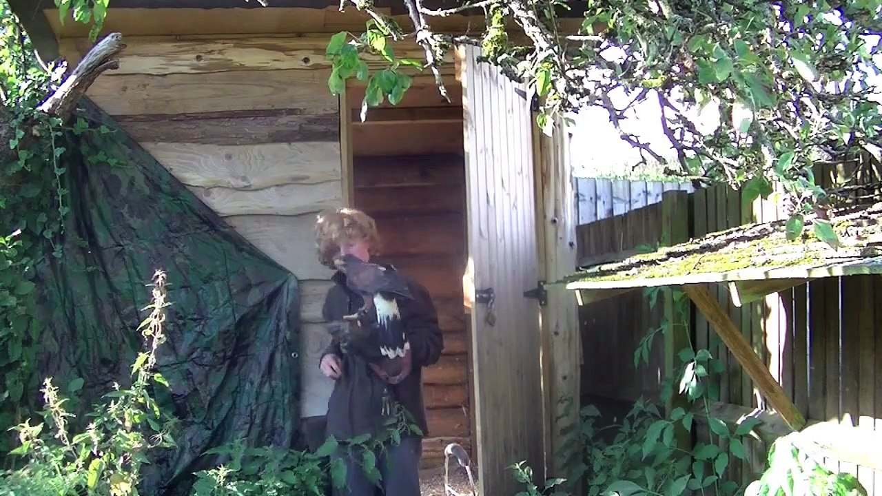 How To Train Your Harris Hawk to Fly Out Side