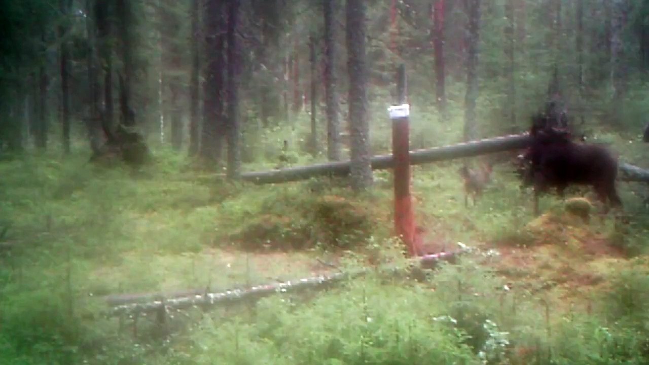 Film på älgar som jagas av varg