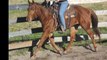 Harlita Jackie Parr, 2011 Quarter Horse mare for sale
