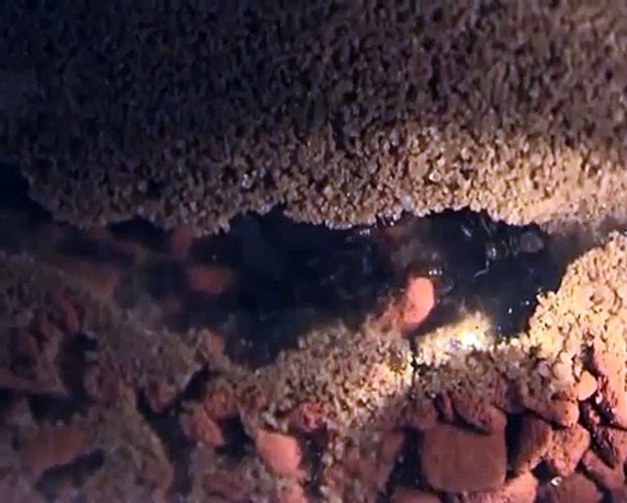 Large Lasius niger colony #4