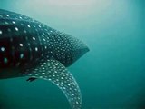 Verdens største haj - hvalhajen