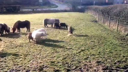 My Soay sheep