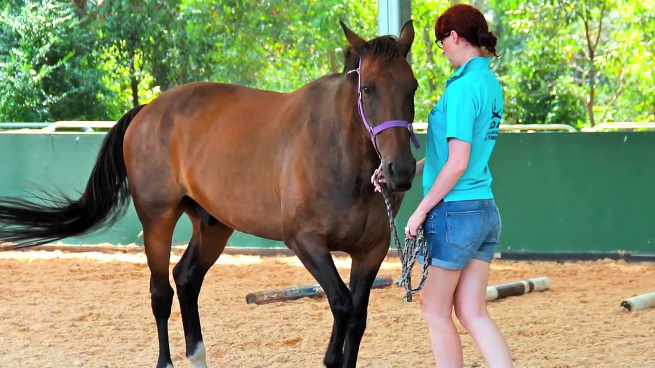The Horse, Healing & Health Model