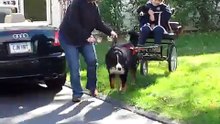 Bernese Mountain Dog pulling Cart with Puppy