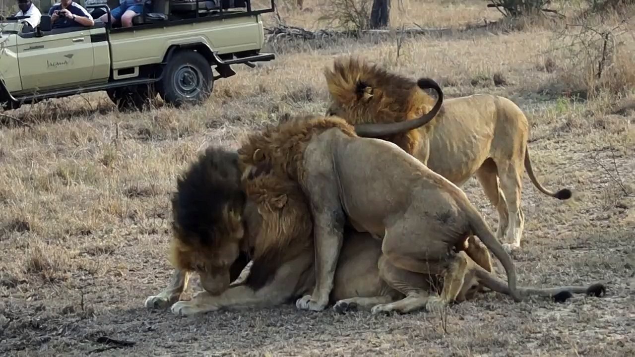 Majingilane male lion coalition at Arathusa